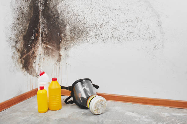 Best DIY Mold Remediation Support Services in Presidio, TX