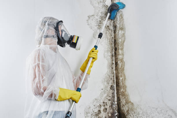 Best Localized Mold Remediation (e.g., coastal areas, humid climates) in Presidio, TX