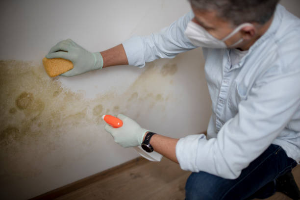 Best Black Mold Remediation in Presidio, TX