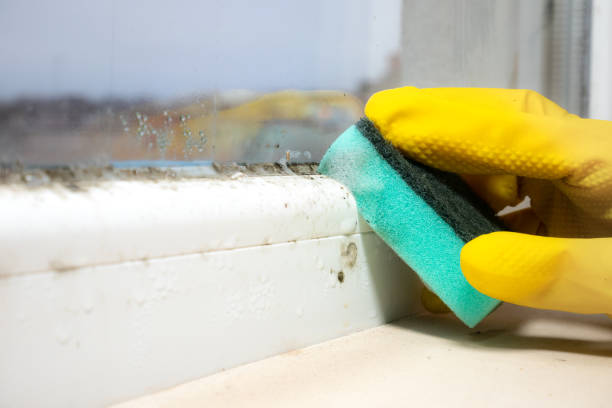 Best DIY Mold Remediation Support Services in Presidio, TX