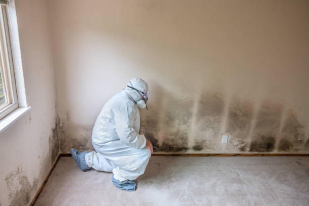Best Insurance-Related Mold Remediation in Presidio, TX