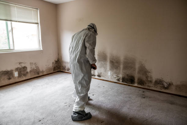 Professional Mold Remediation in Presidio, TX