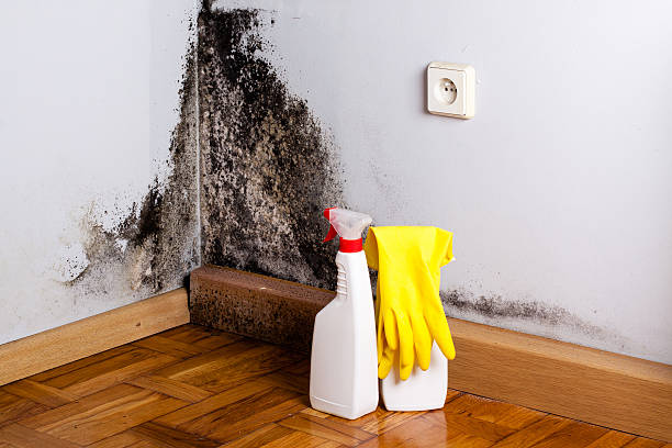 Best Preventive Mold Services in Presidio, TX