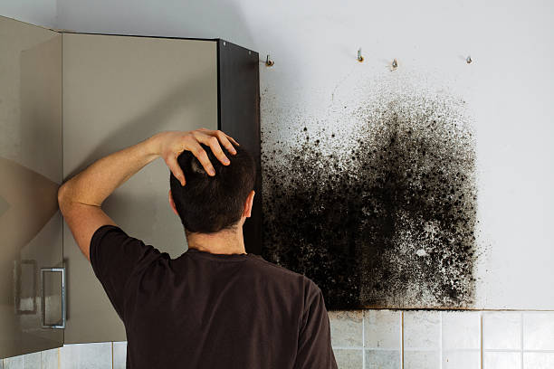 Best Mold Remediation for Specific Building Types in Presidio, TX