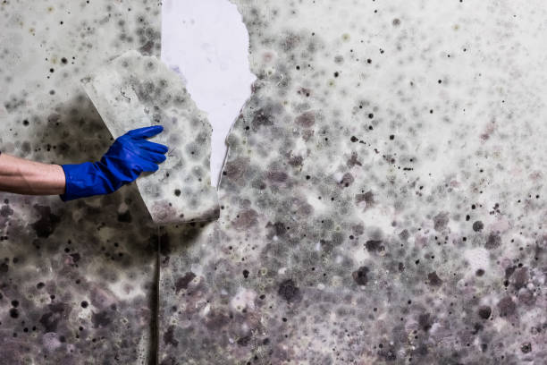 Best Emergency Mold Remediation in Presidio, TX