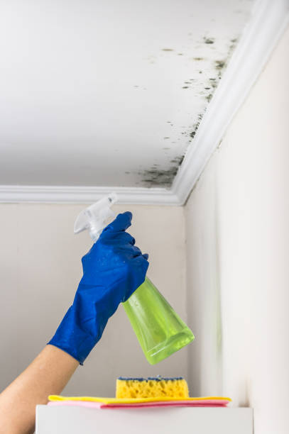 Best Crawl Space Mold Remediation in Presidio, TX