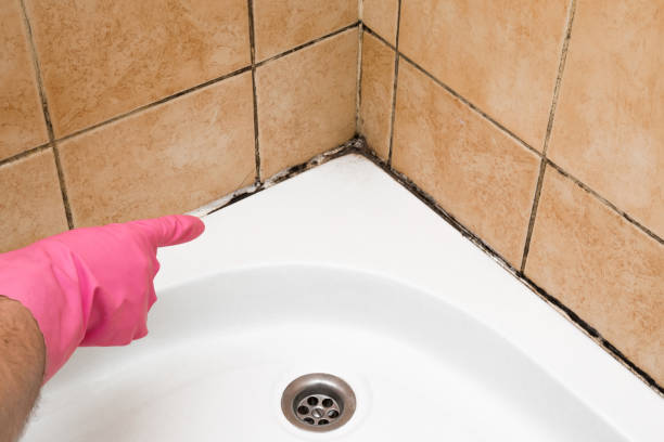 Best HVAC Mold Remediation in Presidio, TX